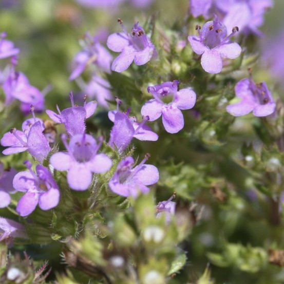 Thym hirsute godet de 8/9 cm