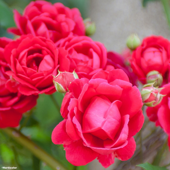 Rosier grimpant 'paul's scarlet climber' racines nues en motte