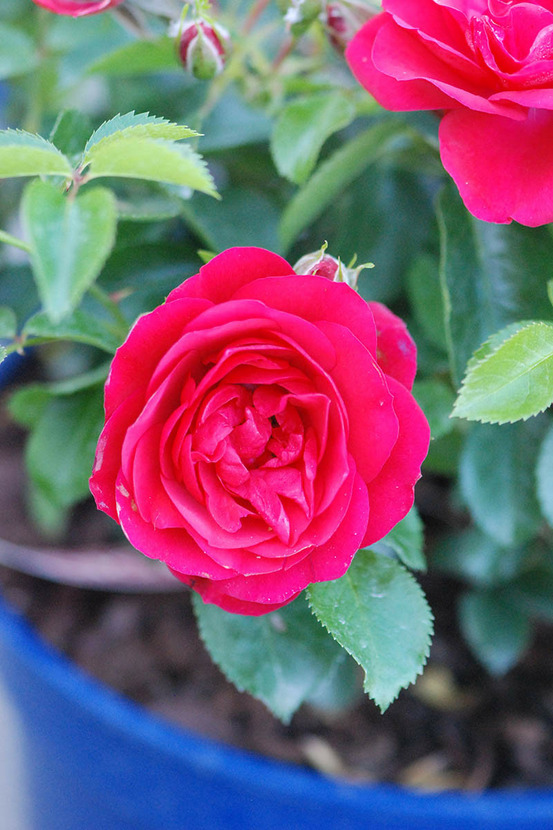 Rosier décorosiers ? 'kadora ?' - en pot de 5 litres