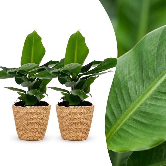 Musa oriental dwarf - bananier nain oriental - pot de 12cm - plantes d'intérieur