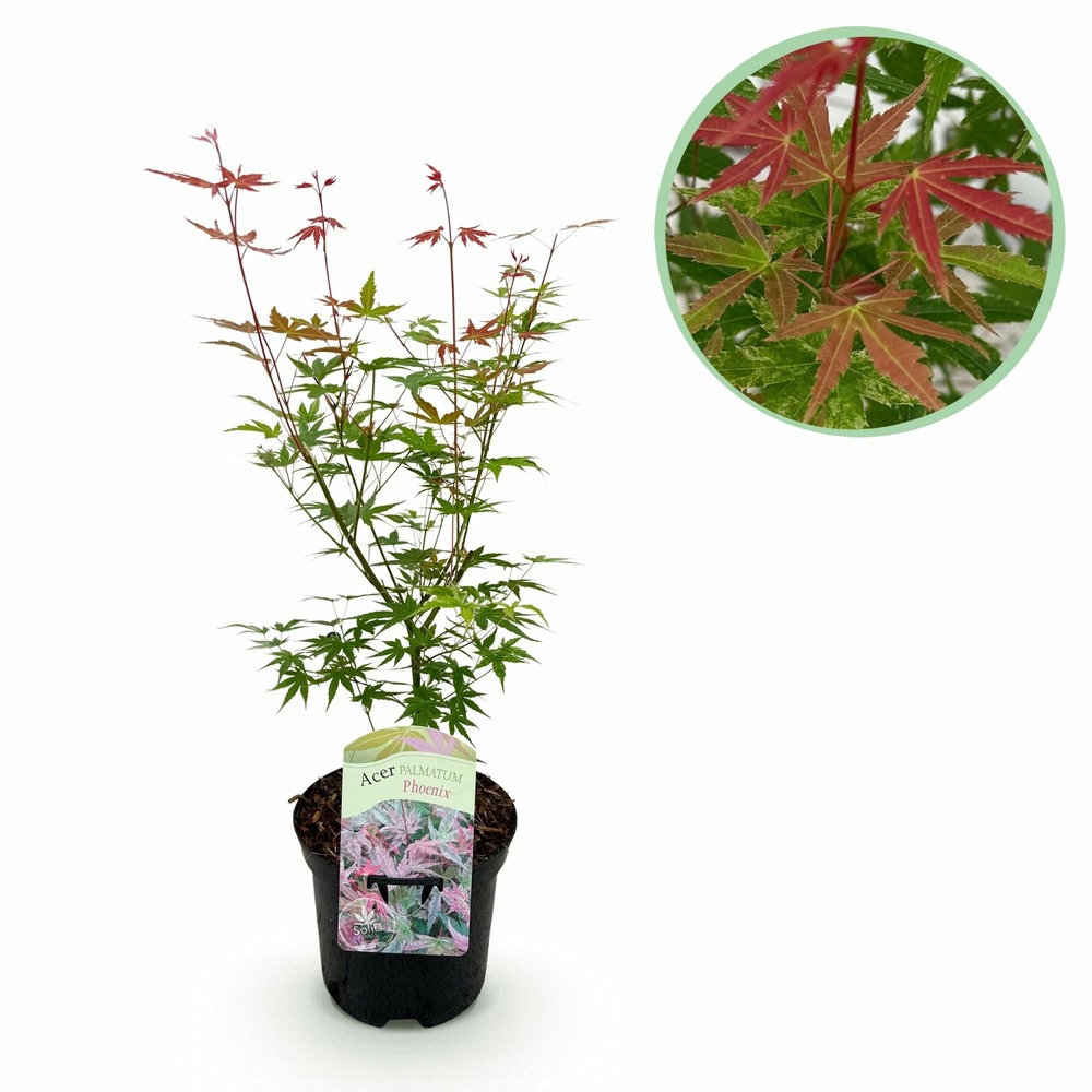 Erable du japon - acer palmatum phoenix - rose - pot 19cm hauteur 70cm