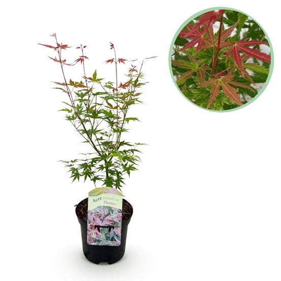 Erable du japon - acer palmatum phoenix - rose - pot 19cm hauteur 70cm