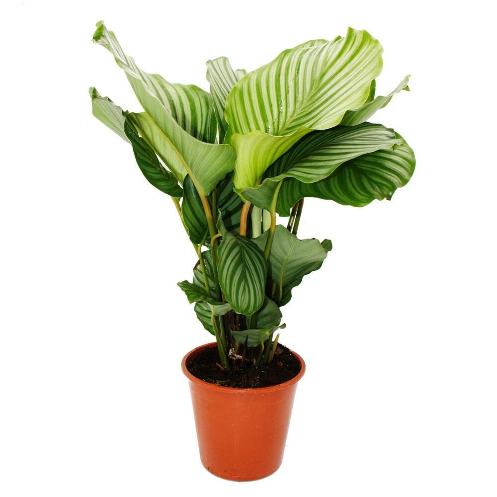 Plante d'ombre xxl au look zébré - calathea orbifolia - pot de 19cm - hauteur env. 70-80cm