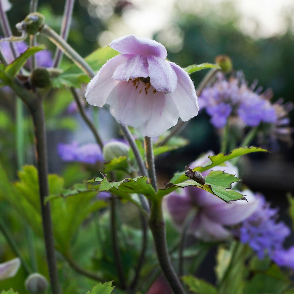 Anémone du japon ruffled swan - le pot / ø 9cm, vendu par lot de 4