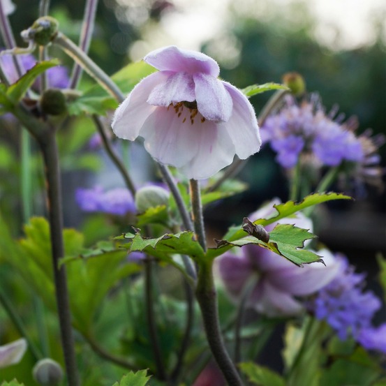 Anémone du japon ruffled swan - le pot / ø 9cm, vendu par lot de 4