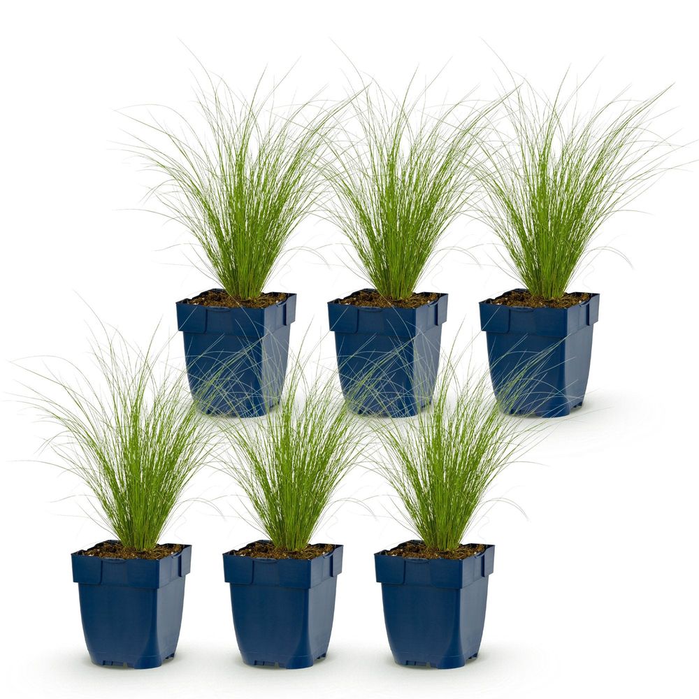 Cheveux d'ange 'ponytails' - lot de 6 - pot 11 cm - hauteur 25 cm - plante d'extérieur