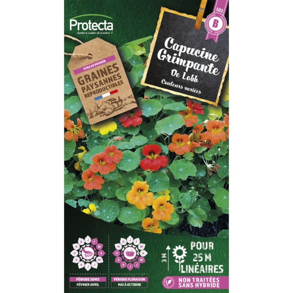 Graines paysannes - capucine grande simple de lobb