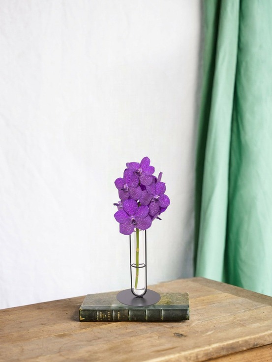 Orchidée vanda vazenda tayanee en hydroculture avec son tube en verre