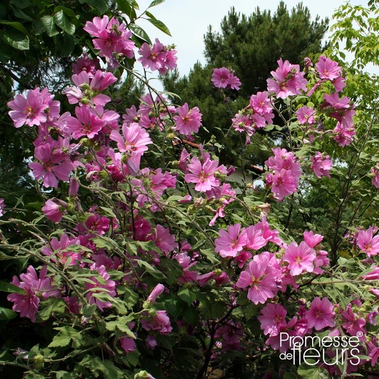 Mauve en arbre, lavatère d'hyères 'rosea' pot de 2l/3l