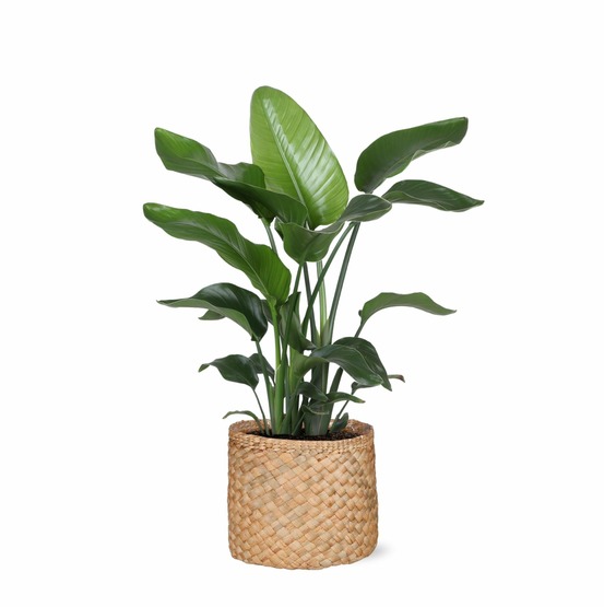 Strelitzia nicolai et son pot panier naturel - hauteur 80cm