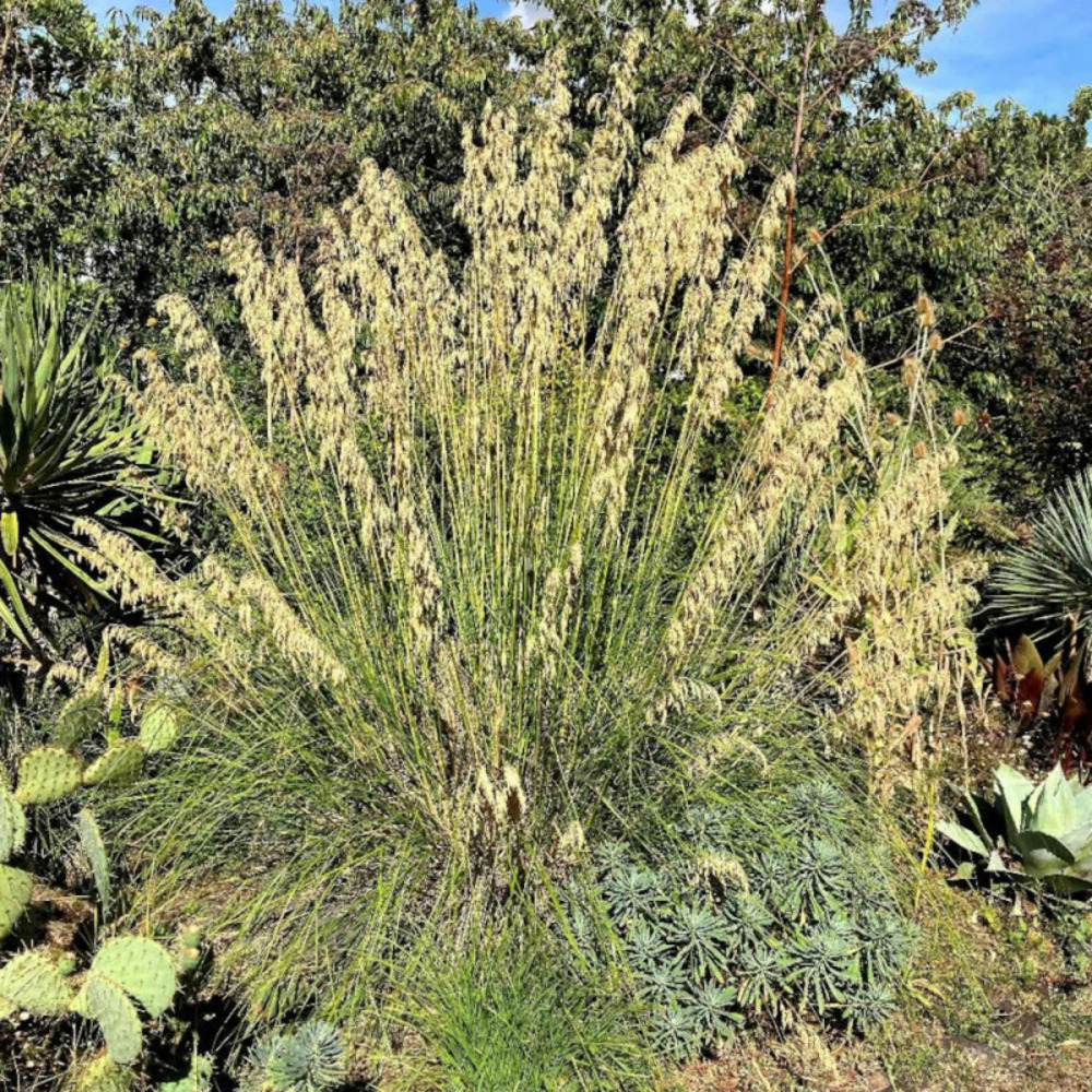 Ampelodesmos mauritanicus godet