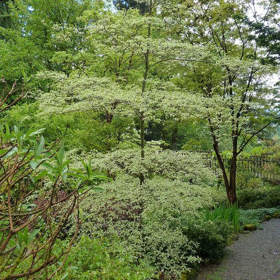 Cornus à feuilles alternes 'argentea' pot de 3l/4l