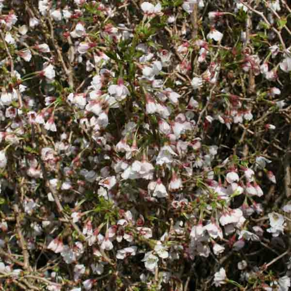 Cerisiers à fleurs 'kojo-no-mai' pot de 7,5l/10l