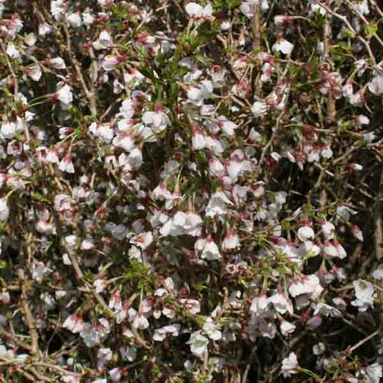 Cerisiers à fleurs 'kojo-no-mai' pot de 7,5l/10l