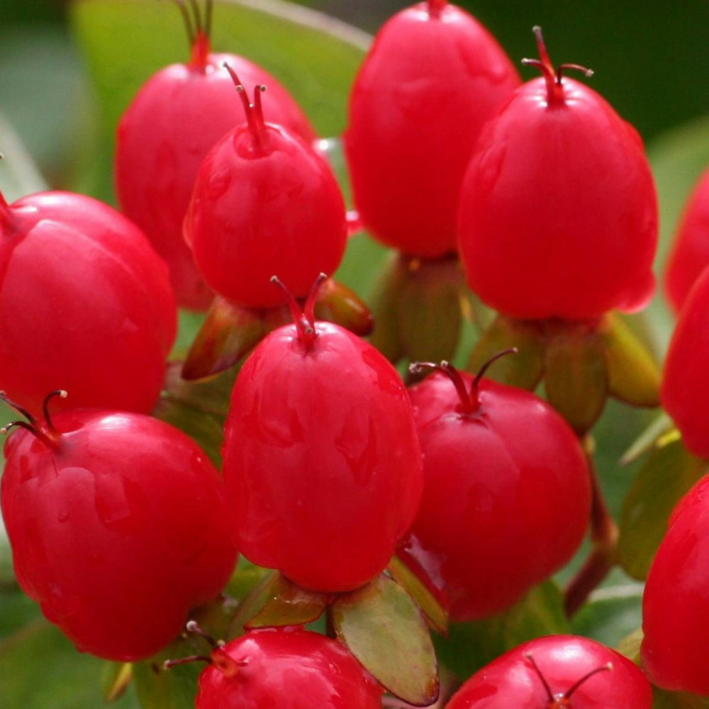 Millepertuis magical® impression 'kolmagimpre', hypericum pot de 1,5l - 10/20 cm