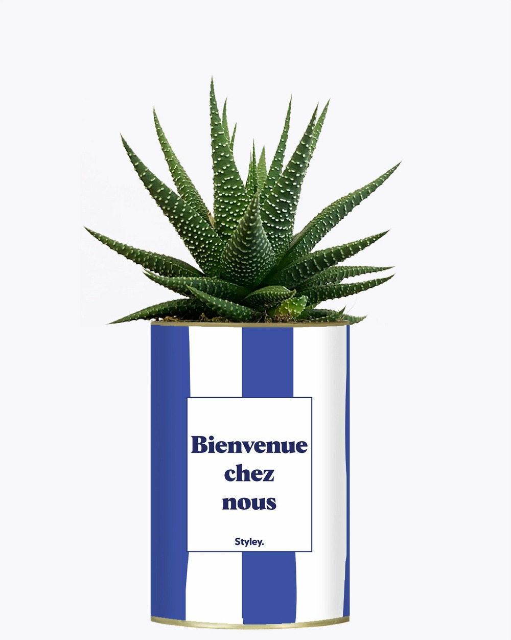 Plante à message - bienvenue chez nous - cactus