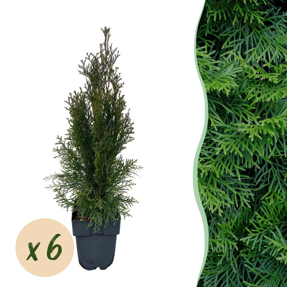 Thuya smaragd - pot 17 cm - hauteur 60 cm