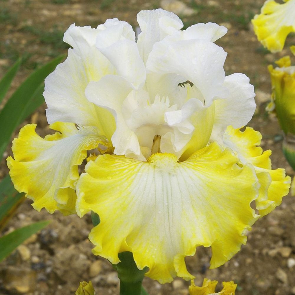 Iris des jardins 'smiling faces' rhizome, calibre 10/15, qualité extra