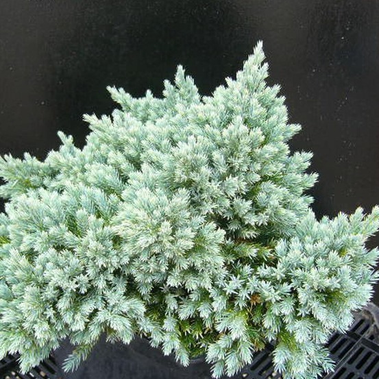 Genévrier de chine blue alps pot de 7,5l - 60/80 cm