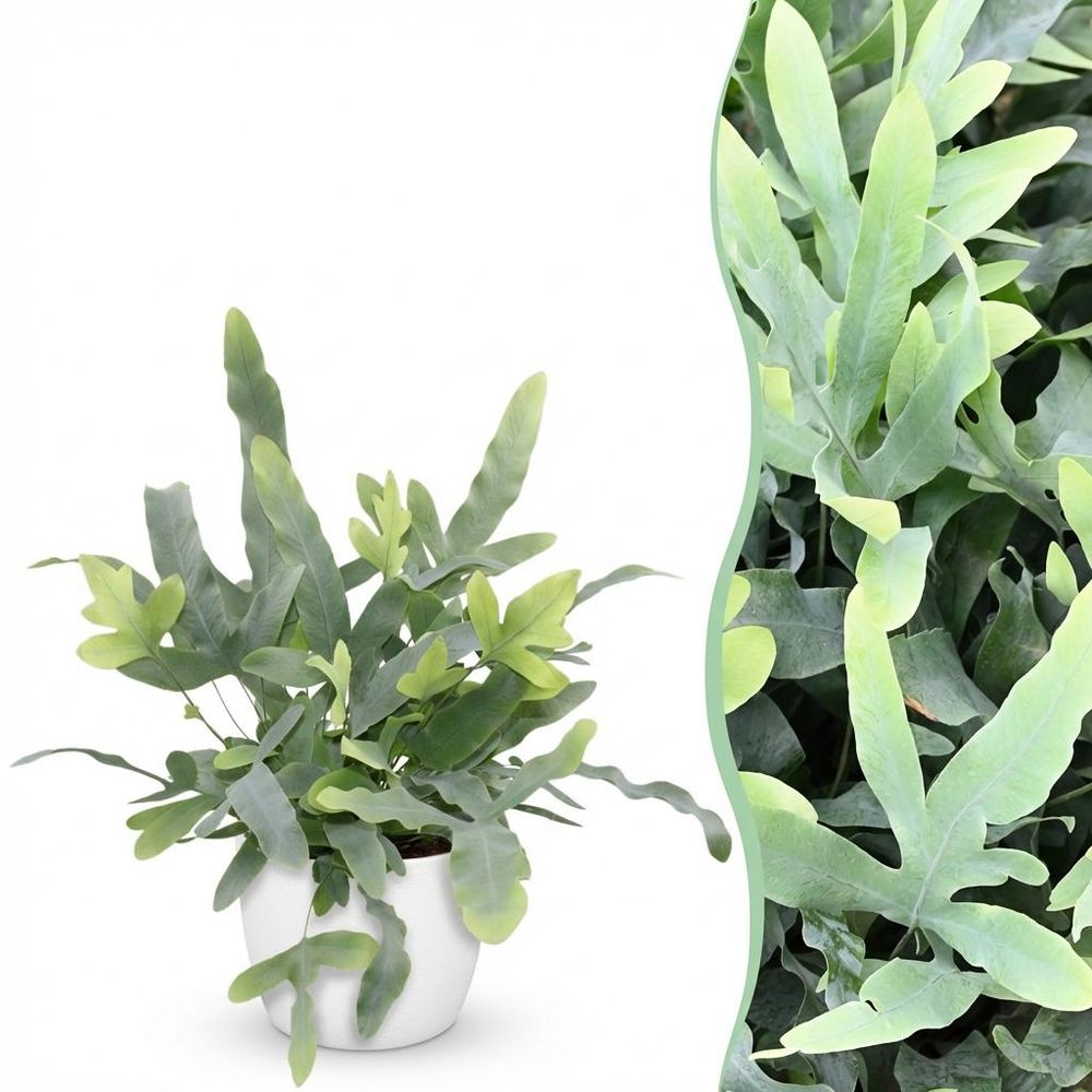 Phlebodium aureum blue star - pet-friendly - pot de 12cm - hauteur 25-30cm - plantes d'intérieur