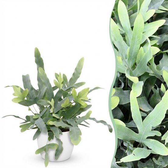 Phlebodium aureum blue star - pet-friendly - pot de 12cm - hauteur 25-30cm - plantes d'intérieur