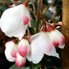 Camellia rosthoriana 'cupido®' : c4l
