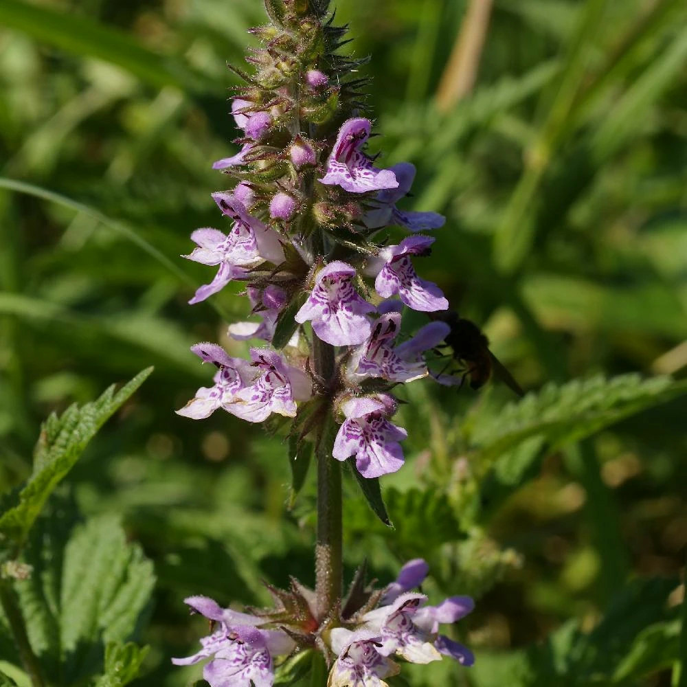 Epiaire des marais, stachys lot de 9 godets