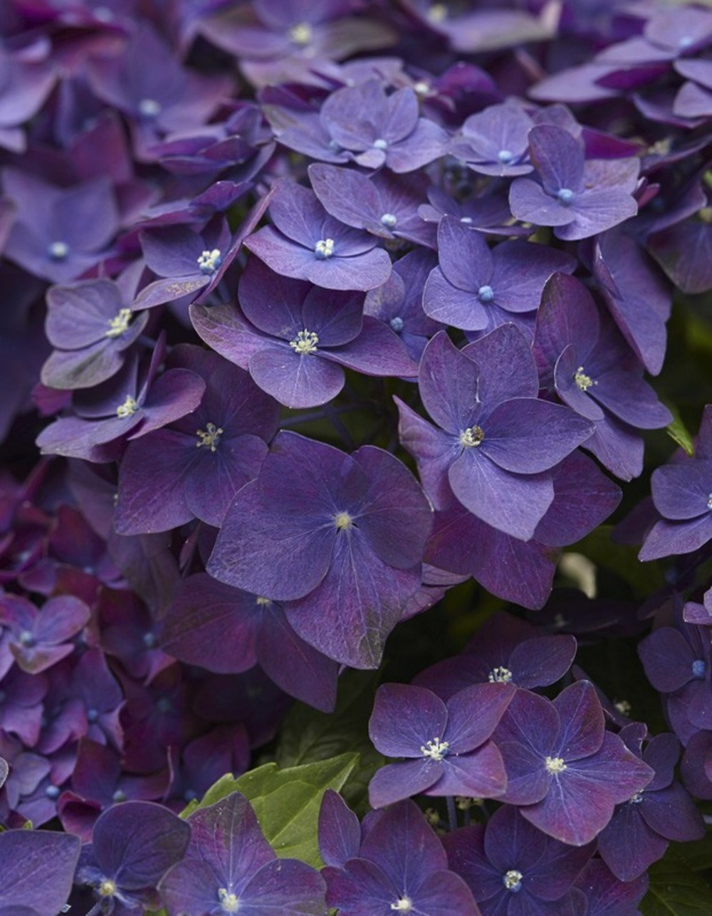 Hortensia 'deep purple dance' pot de 4l/5l, buisson, touffe