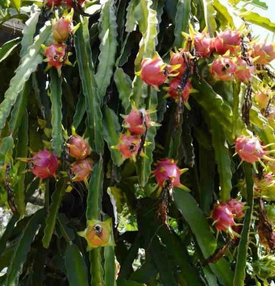 Pitaya : hylocereus costa rica (pitaya ou fruit du dragon)- pot de 4 litres ? 40/60 cm