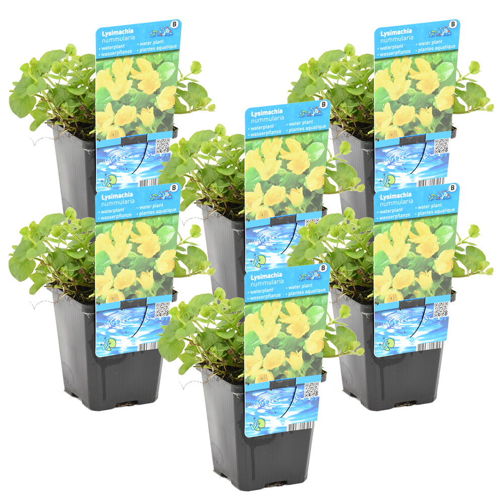 Lot de 6 - lysimachia nummularia - herbe aux écus - plantes de bassin - 10-20 cm de haut - pot 9 cm
