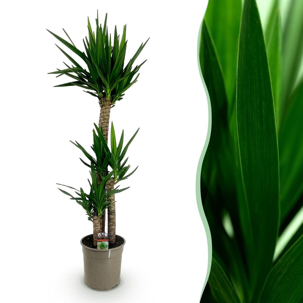 Yucca elephantipes - yucca - pot de 24cm - hauteur 140cm - plantes d'intérieur
