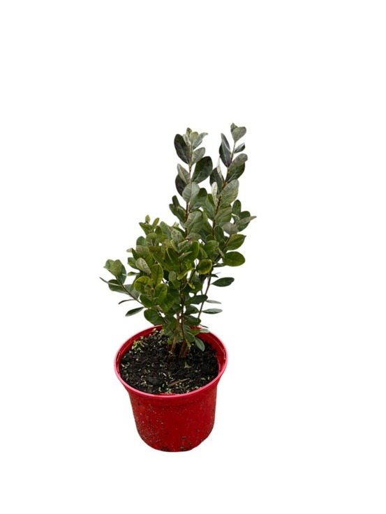 Feijoa sellowiana - pot 4 l