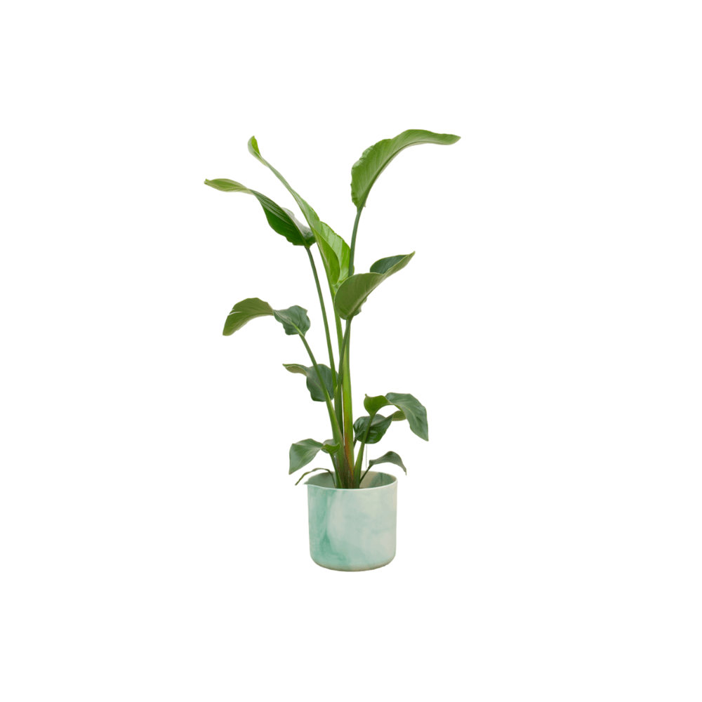 Strelitzia nicolai - plantes d'intérieur