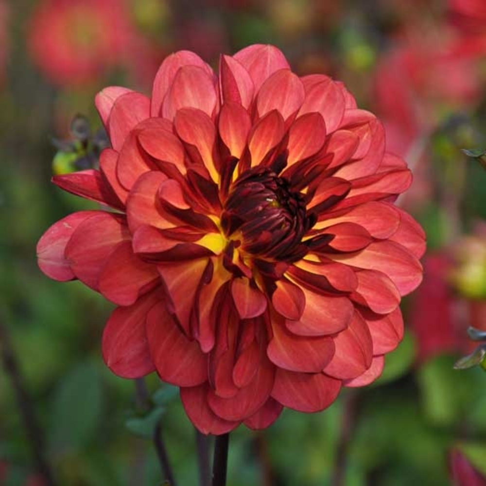 Dahlia décoratif 'antibes' bulbe calibre i