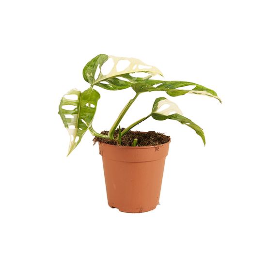 Monstera adansonii variegata - masque de singe - plantes d'intérieur rares - h. 20-25 cm - p. 12 cm