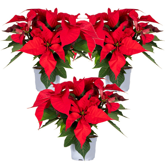 Fleurs de noël - poinsettia - plante d'appartement - rouge - par 3 pièces - ⌀10,5 cm - ↕ 35 cm