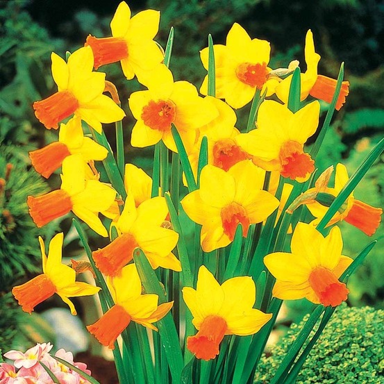 5 mini-narcisses jet fire - le sachet de 5 bulbes / circonférence 10-12cm, vendu par lot de 4