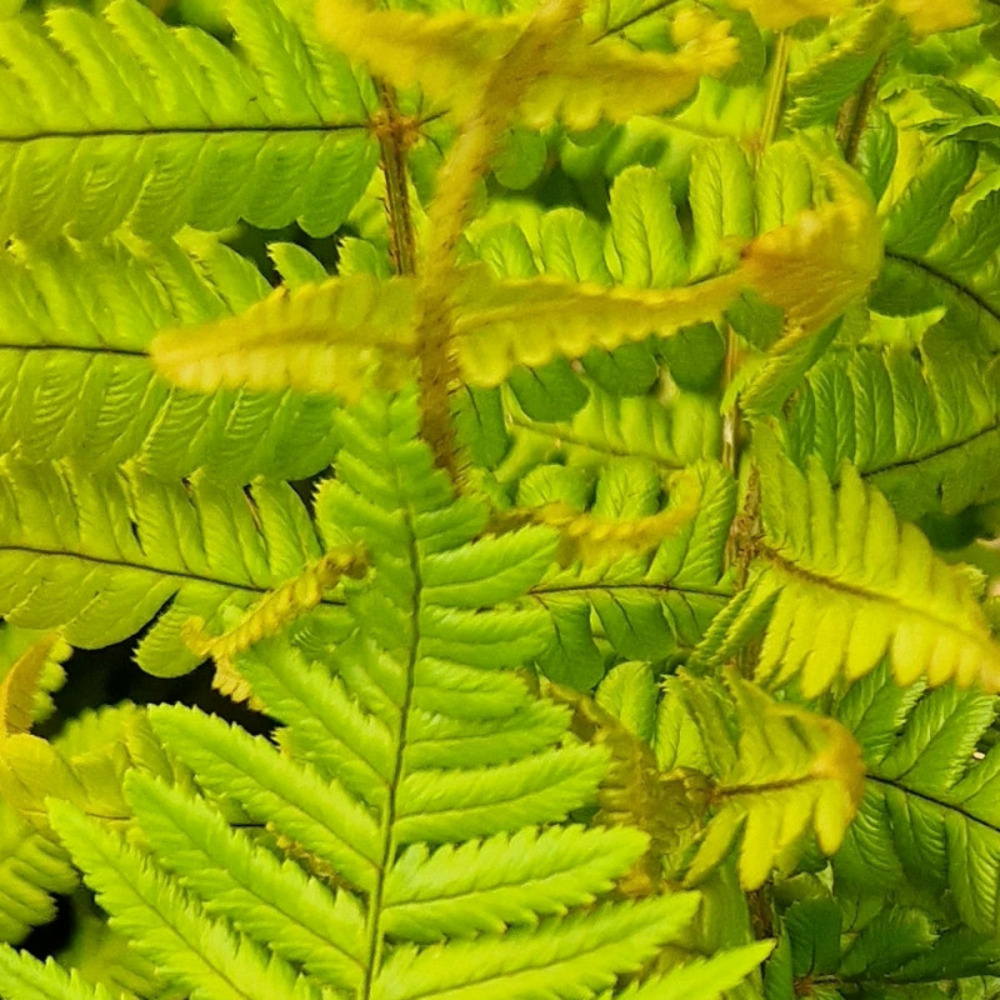 Fougère à écailles dorées jurassic gold - edition limitée pot de 4l