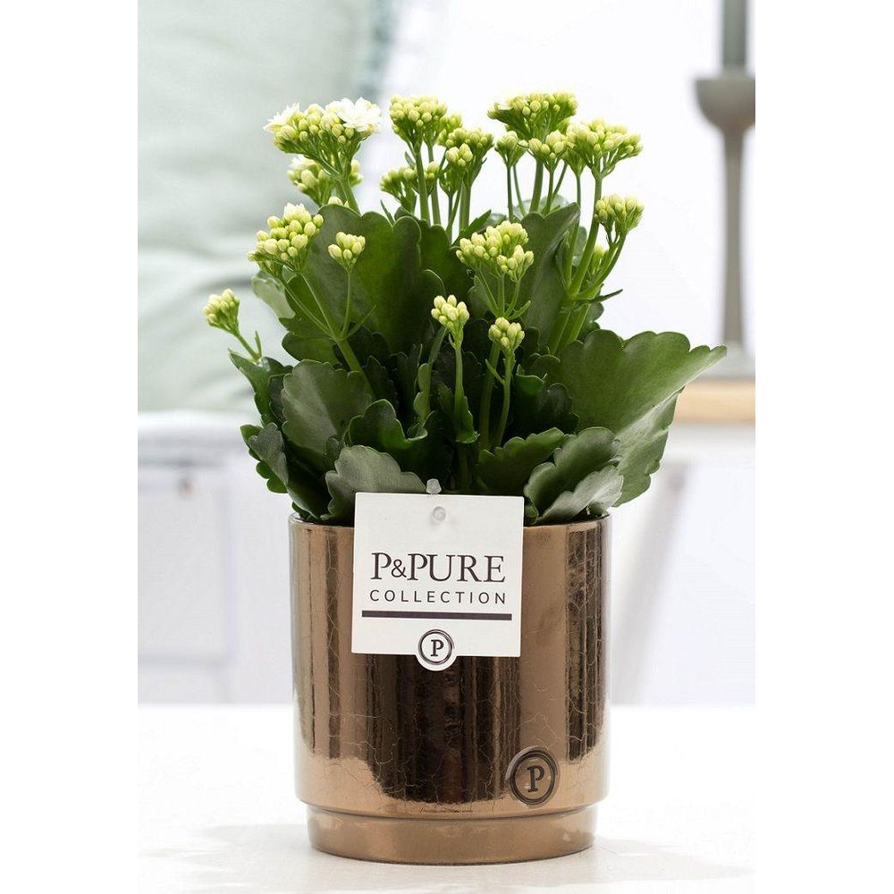 Kalanchoe blanc en pot céramique doré - ø12cm - ↕27cm - plante d’intérieur