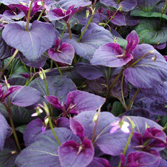 6 x violette de labrador - viola labradorica - godet 9cm x 9cm