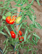 Plant de tomate côtelée marmande v.r.  pot 0,5 l