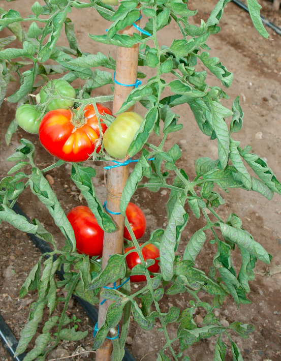 Plant de tomate côtelée marmande v.r. pot 0,5 l