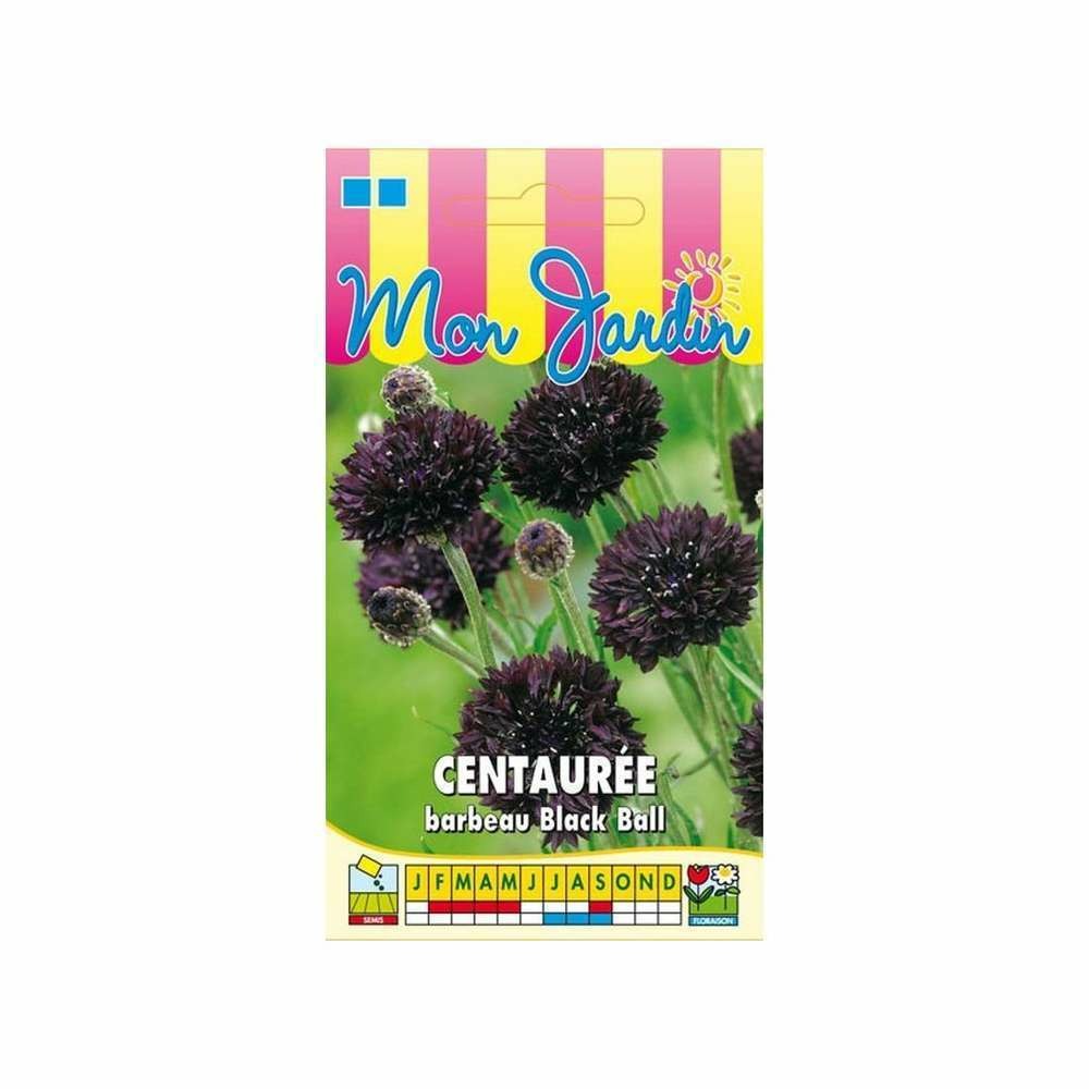 CentaurÃ©e barbeau noire Black Ball