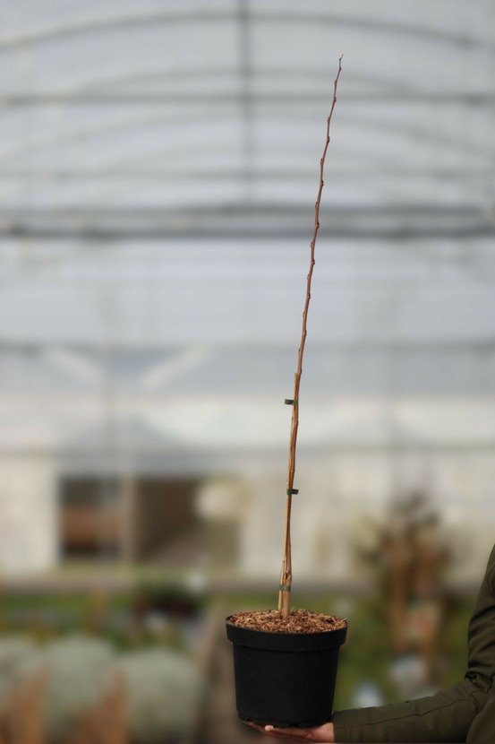 Asiminier 'maria's joy' - en pot de 5 litres