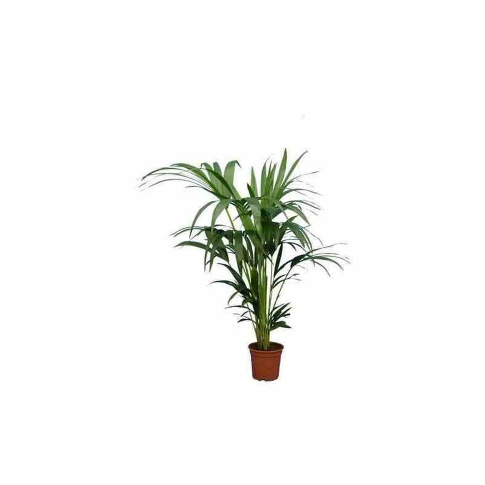 Howea forsteriana (kentia) pot de 25l - 200-225cm