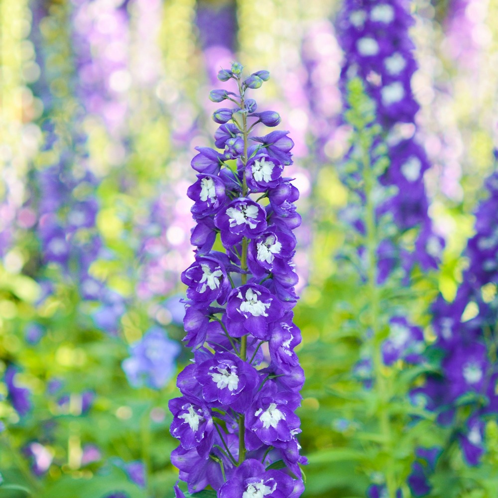 Delphinium géant king arthur - le pot / ø 9cm