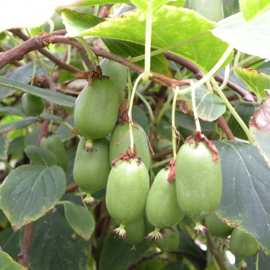 Kiwi, kiwaï 'issai' auto-fertile pot de 1,5l/2l