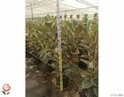 Ficus elastica 'tineke' (caoutchouc panaché) taille pot de 4 litres - 50/70 cm