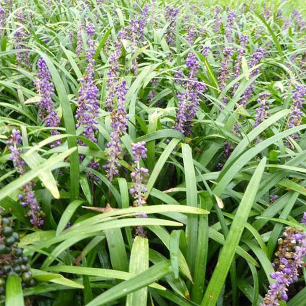 Liriope muscari 'evergreen giant' godet de 8/9 cm