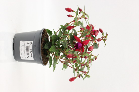 Fuchsia pot 10,5 cm